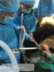大熊猫便便堵塞肠道 11名医护人员为它做手术