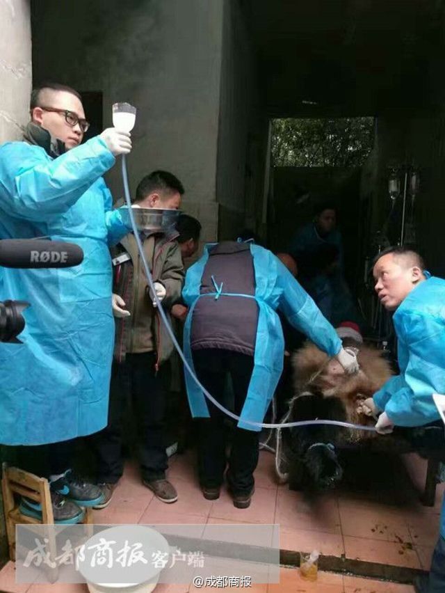 为什么是外科医生给熊猫动手术？记者在网上搜索发现，这并不是史上第一次由外科医生给熊猫做手术。早在2002年，北京动物园的大熊猫“乐乐”因腹壁疝气，北京人民医院外科和北京动物园兽医共7位专家成功为其完成手术。2005年，西安市西京医院的4位骨科一流专家，为一只受伤大熊猫进行了世界首例高位截瘫大熊猫的胸椎回位手术。就在今年的11月25日，旅美大熊猫“贝贝”也因一块卡在肠子里的柠檬大小的竹块接受了紧急手术治疗。