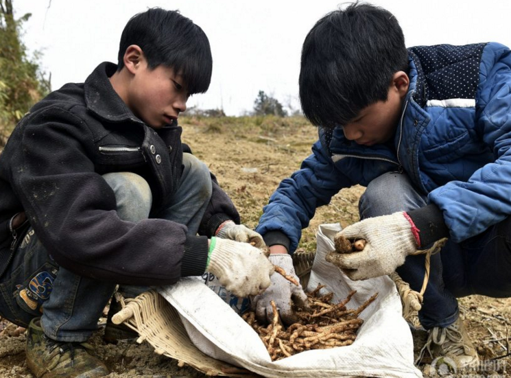 　　重庆，正值乌天麻采挖季节。中学生们跟随父母上山挖麻参加劳动，体验爸爸、妈妈劳作的艰辛，小手冻得通红也不轻言累。