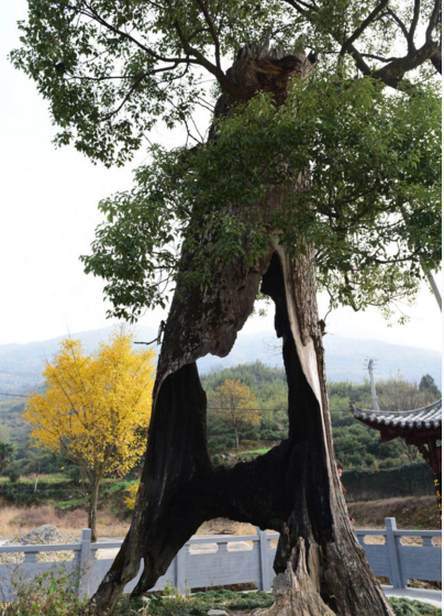 　　图为枝繁叶茂的“树坚强”。