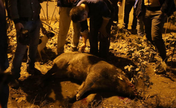 　　19：15，再次发现野猪踪迹，它被狗撵着跑出了区政府大院，钻到附近高速路桥下涵洞里。人群正准备再次抓捕，一辆白色别克轿车驶过，“二师兄”被撞出十多米远，这下再没起来。