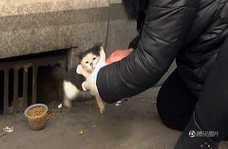 　　她们觉得一直这样下去也不是个办法，随后就多方求助，试着把小猫从下水道救出来。17日上午，当韩丽丽在井口喂为完小猫后，再次通过手机向朋友求助。当日中午，经过热心网友接力式的努力后，郑州市政工程管理处养护四所工作人员来到现场，养护人员手持撬杠和铁锤将铁铸的篦子砸出一个小洞。