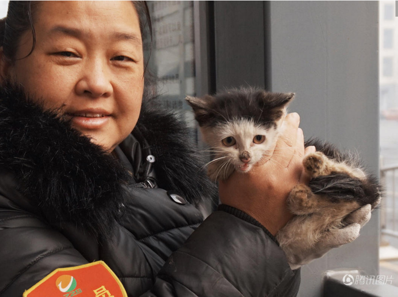 　　由于小猫长期生活在地下，面对突然被砸开的洞口，小猫迟迟不敢露头。最后，韩女士在洞口放上猫粮，在一点点的引诱下，小猫小心的探出脑袋，终被成功救出，重返地面。