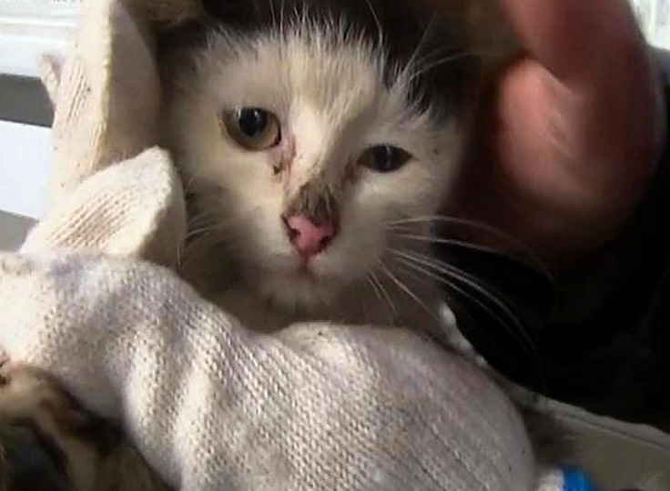 　　小猫咪成功获救。