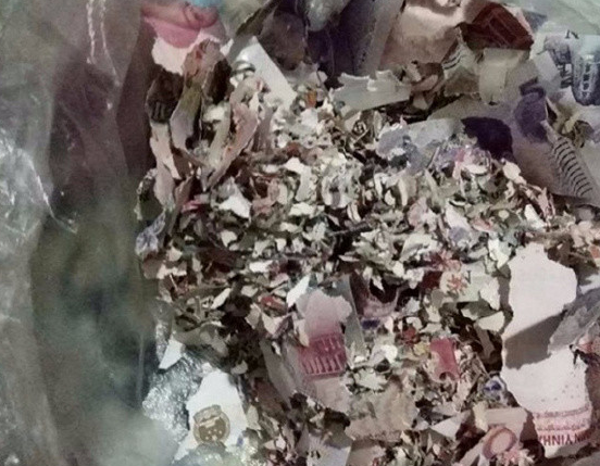 　　全家人为此事急得团团转，慕大娘的老伴急得几天吃不下饭。图为被老鼠咬成碎片的纸币。