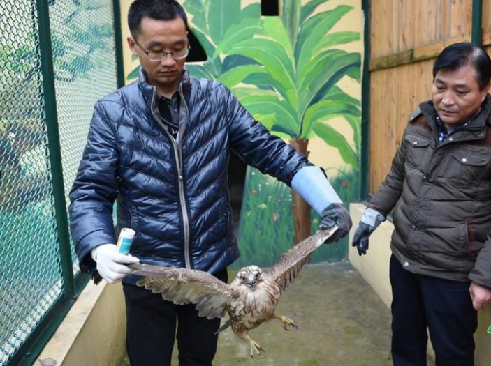 　　“我怀疑它受了伤，决定把它带回家里喂养。我找来一根树枝，先将大鸟压在下面，防止被其啄伤或抓伤，然后用手抓住它的翅膀。”王新春说，以前从未见过这种大鸟，带回家后，闻讯赶来的村民有的说是猫头鹰，有的说是老鹰。“这只鸟脾气挺倔，喂它玉米和馒头，它连看都不看一眼。”王新春说，因搞不清大鸟的身份，他不知道该喂大鸟吃什么。看着大鸟有气无力的样子，他担心出意外。1月4日一大早，他就给在县城工作的儿子王纲强打电话。王纲强立即开车赶回家中，经过查看，他发现这是一只猛禽，嘴上带钩，属于食肉动物。随后，王纲强买来一些生肉，切成块喂大鸟。不料，大鸟还是不吃。