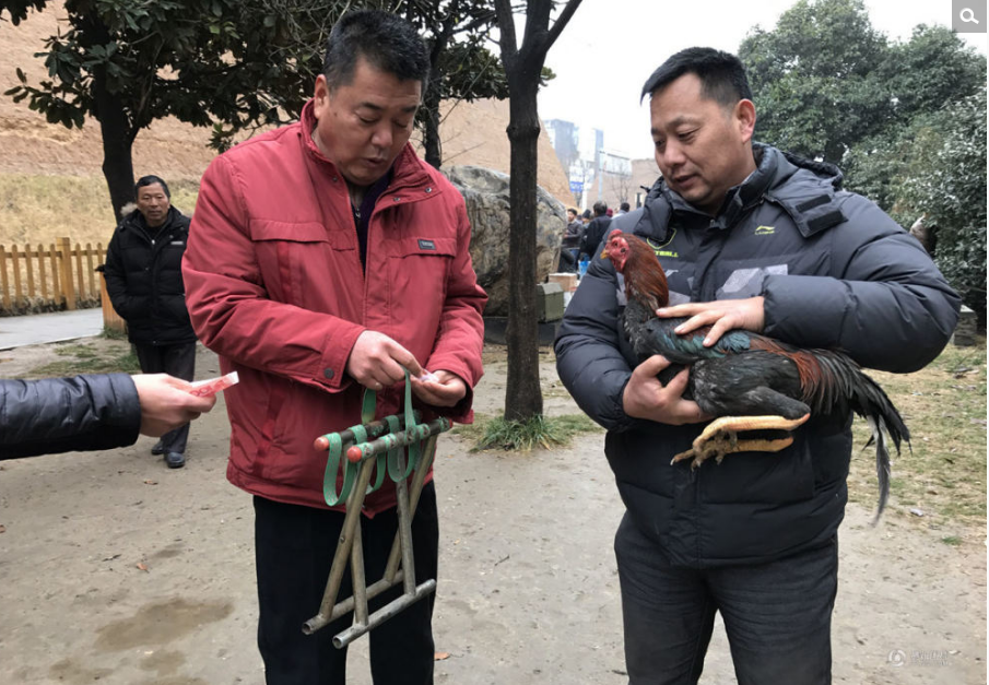 现场，经过一个小时的激烈斗争，一只鸡头破血流，游戏结束，而参与“斗鸡”大战的市民则获得一百元、三白元、五百元等不同额度的人民币。