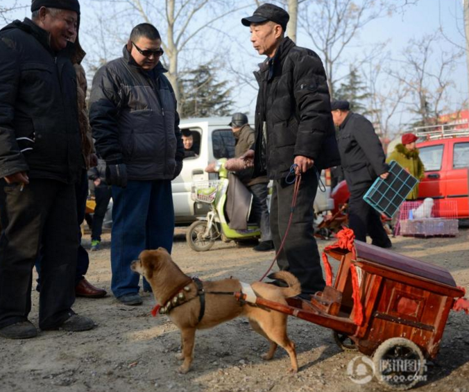 　　吸引这么多目光不是于先生家的爱犬有多么名贵，而是因为他给爱犬配了一架“轿车”。