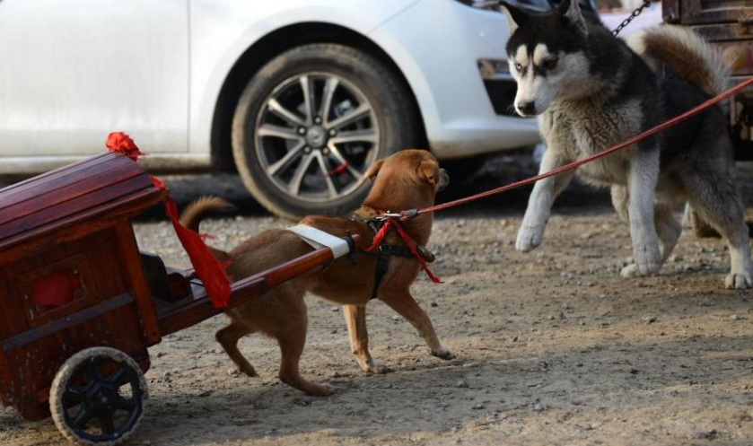 　　据于先生介绍，他年轻时是做木工活的，爱犬身上架的“轿车”就是其手工制作的。
