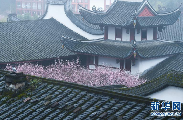 　　林阳寺内梅花盛开。