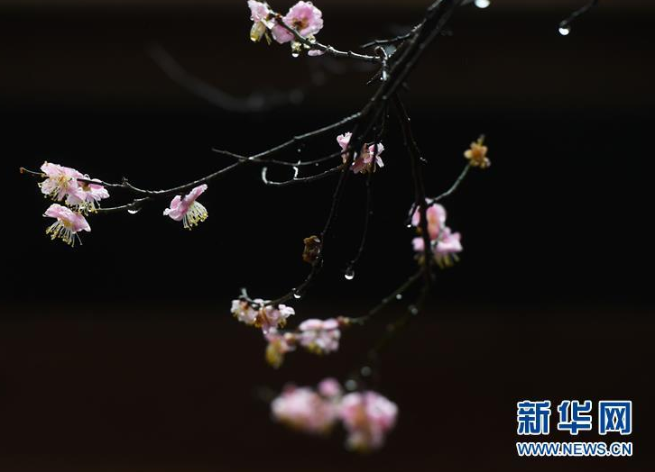 　　林阳寺梅园内梅花与雨滴相映成趣。