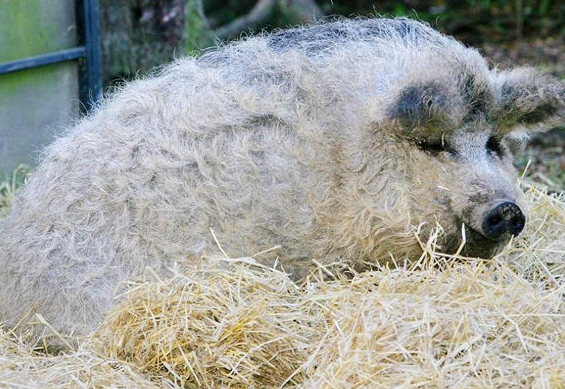 　　在国外存在这样一种生物：它的名字叫做绵羊猪。它原产自匈牙利和奥地利一带，这种猪体型硕大，但奇特的就是它们一身卷毛，远看就像一只绵羊。