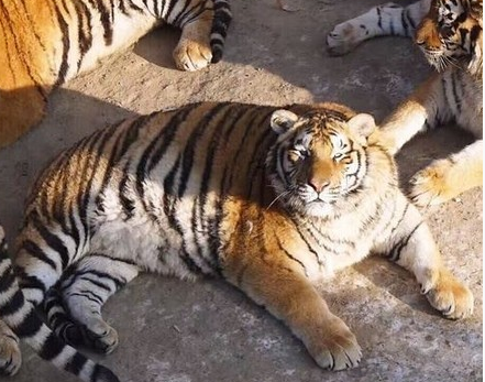 　　有网友称：“这简直就是只猫啊”。
