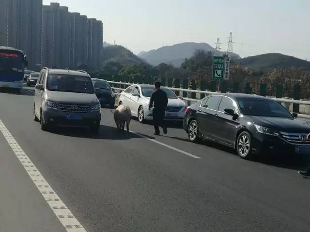 我们马上派民警赶往现场，并在后方的高速电子情报屏提醒过往驾驶员注意避让。警车没几分钟就赶到了。当时光着膀子的男人已经把猪死死按住在硬路肩，用外套打成一个结，套在了猪脖子上，防止猪逃跑。民警一边疏导交通，让车辆不要停下来，一边让光着膀子的男人边抱边拖，把猪拖到路边。