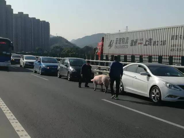 现场讲述人：高速交警杭州支队一大队副大队长冯迪。昨天下午2点多，同事在监控里看到异常情况，杭徽往杭州方向闲林附近，一头猪在高速公路上跑，还有几个人在追，其中一个连上衣都没穿。这可是高速公路啊！还是大冬天！就在同一时间，我们指挥中心也接到过路司机报警，说有人在高速公路追猪，猪怎么也抓不住，人和猪就这样在车流间穿梭，非常危险。